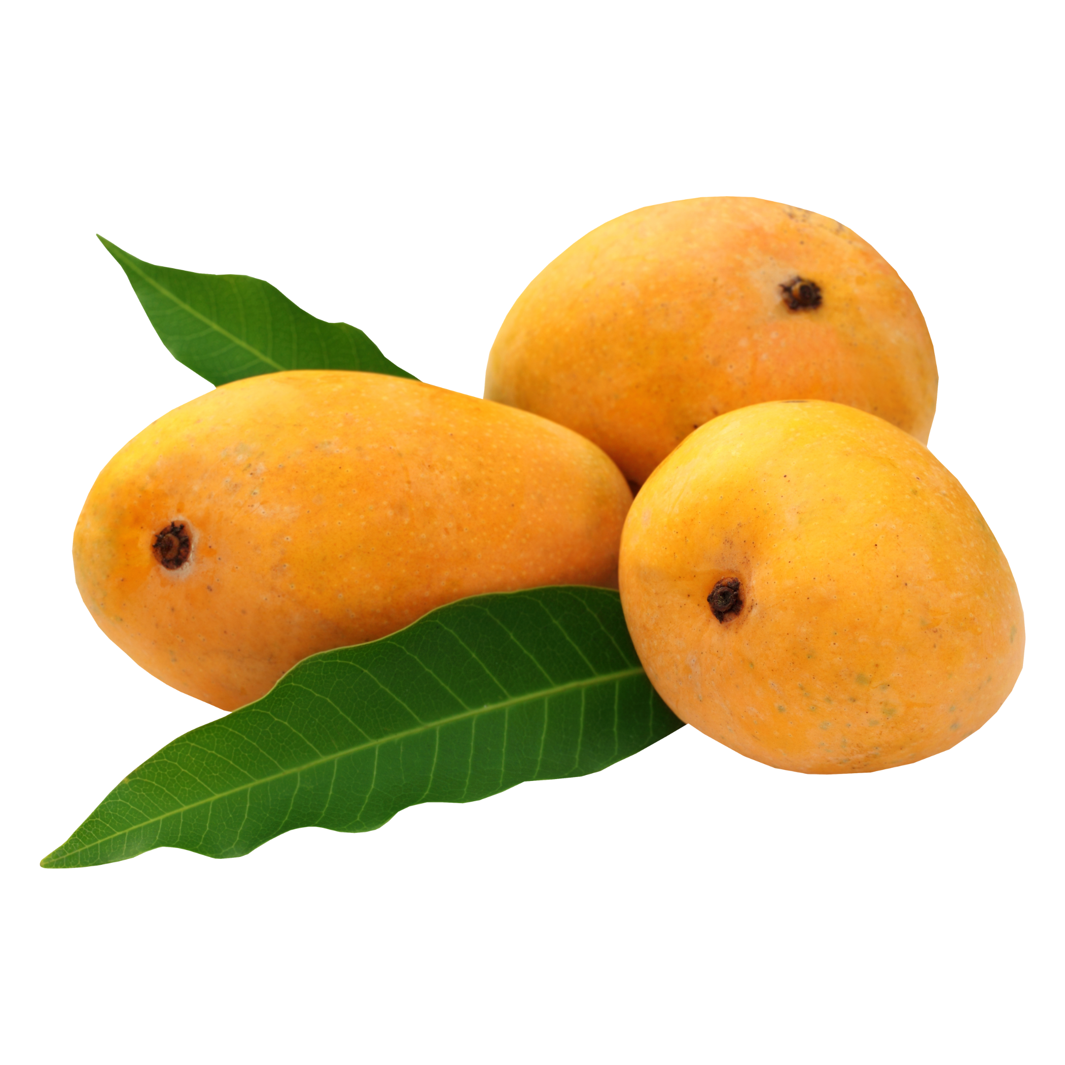 Hapus Mango
