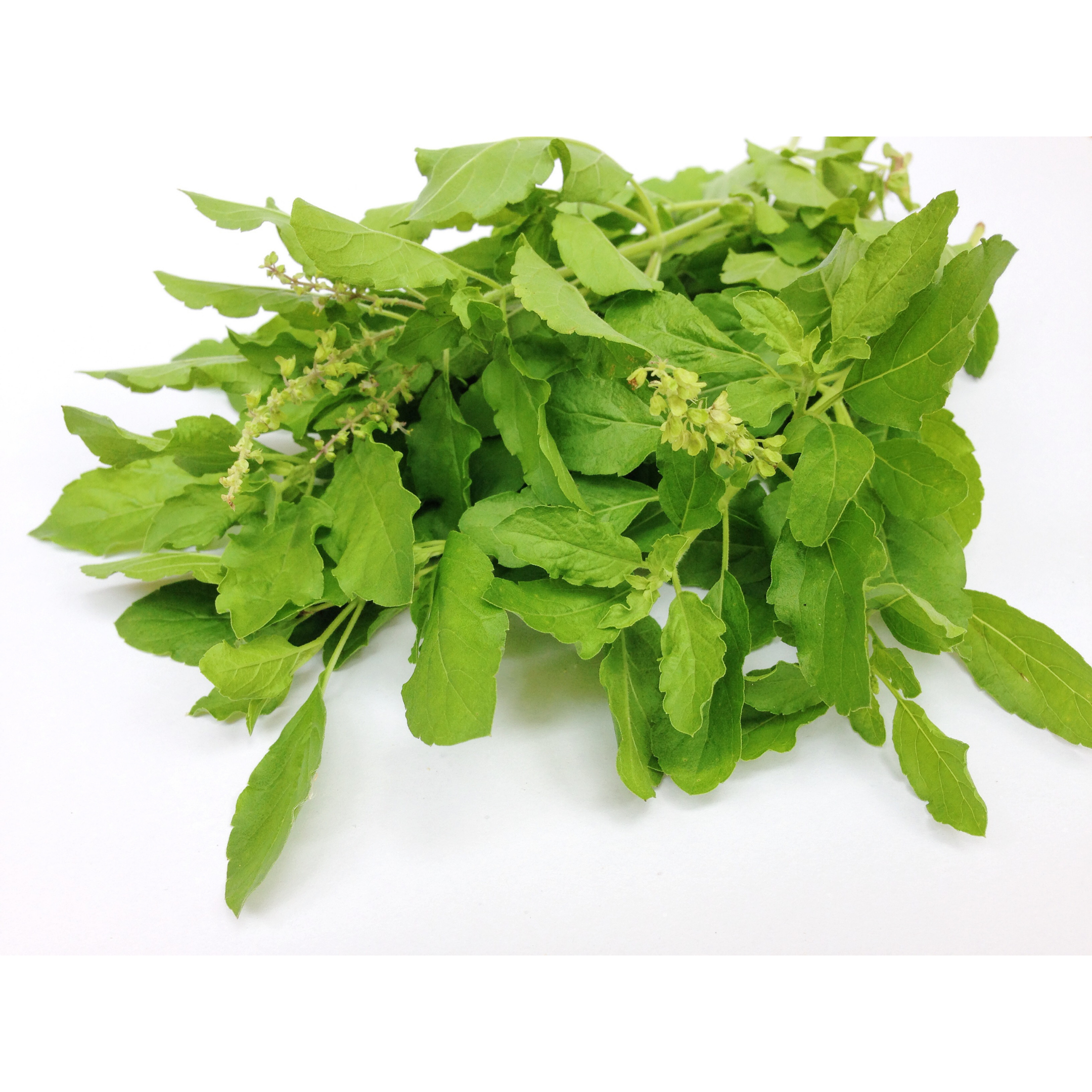 Basil Leaves
