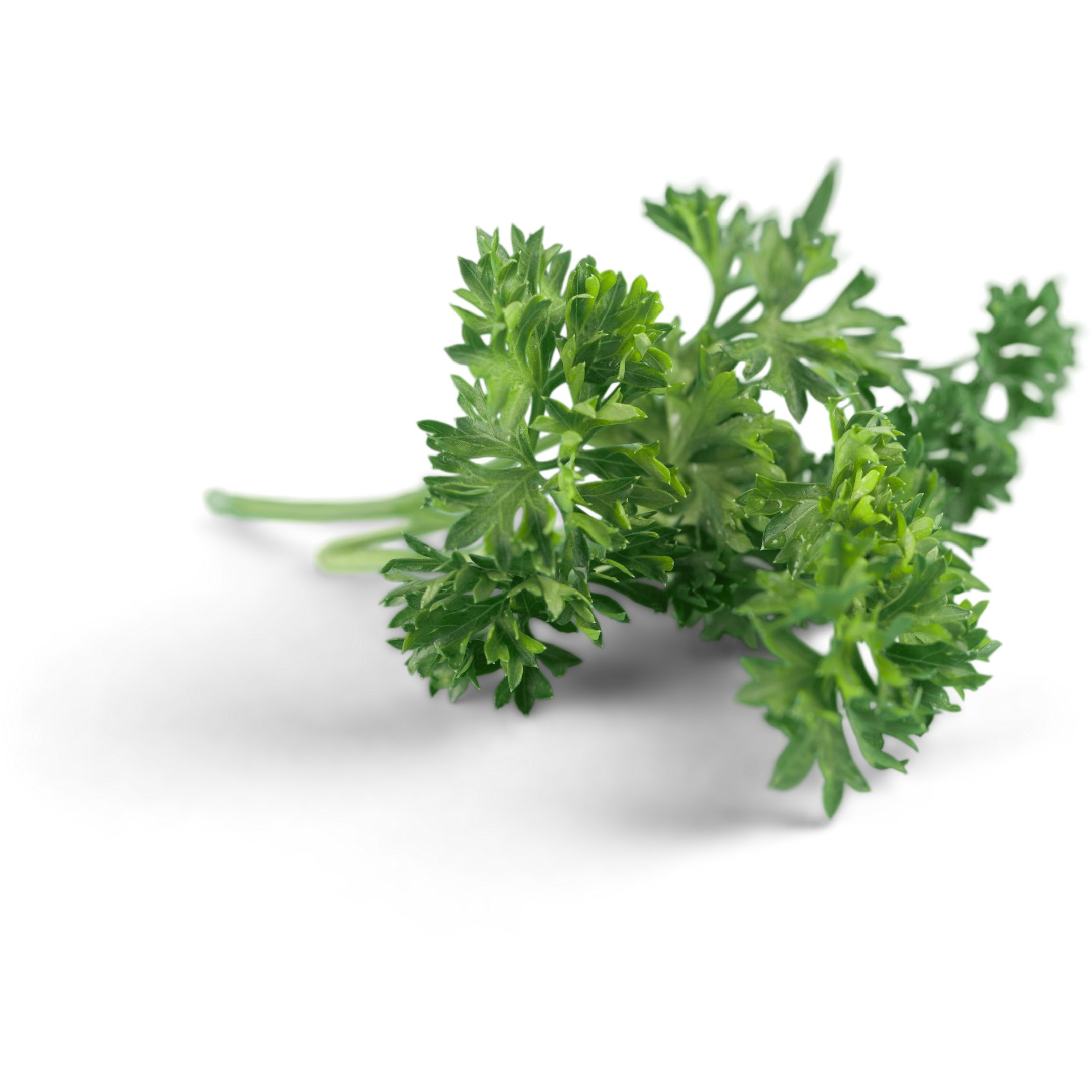 Parsley